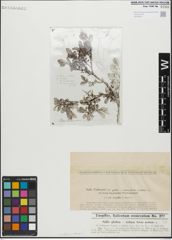 Foto von Salix glabra Scop. x Salix retusa L.